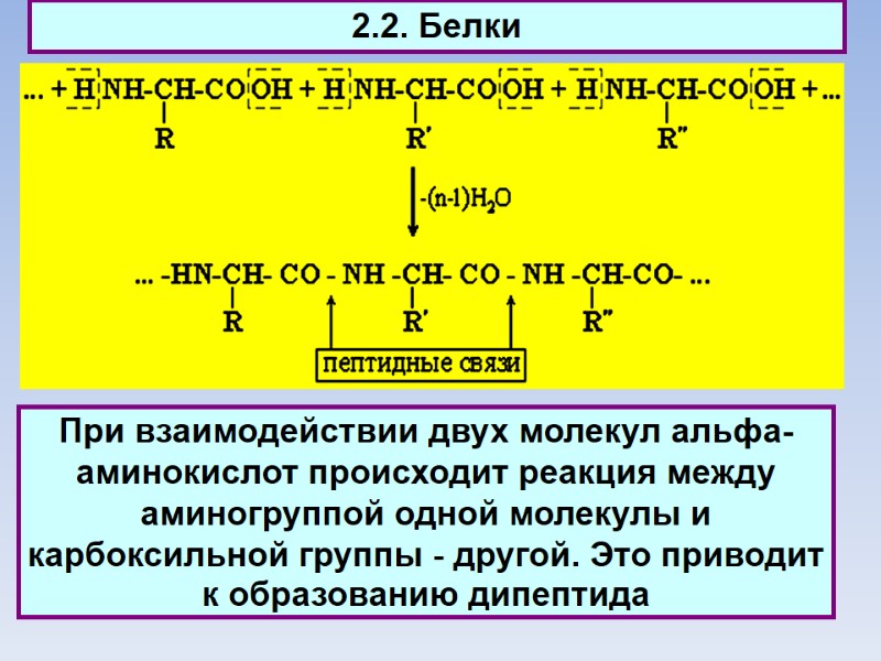 2.2. Белки При взаимодействии двух молекул aльфа-аминокислот происходит реакция между аминогруппой одной молекулы и